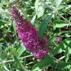Budleia davidii Summer Beauty
