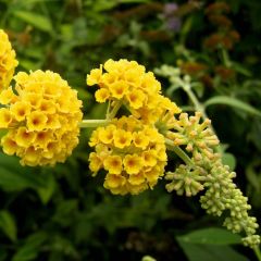 Budleia weyeriana Sungold