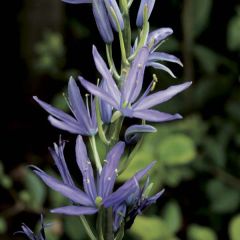 Camássia leichtlinii Caerulea