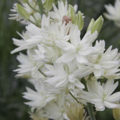 Camássia leichtlinii Semiplena