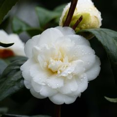 Camélia japonica Nobilissima