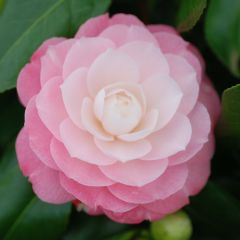 Camélia japonica Sweet Olive