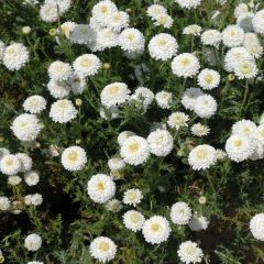 Chamaemelum nobile Ligulosum