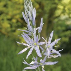 Camássia cusickii