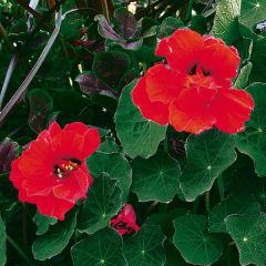 Capuchinha Red Wonder