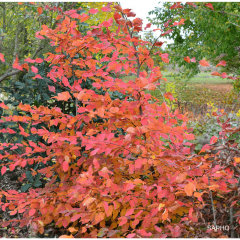 Carpinus betulus Rockhampton Red