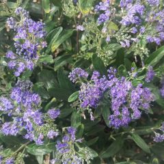 Caryopteris Petit Bleu