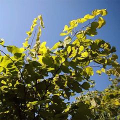 Cercis canadensis Hearts of Gold