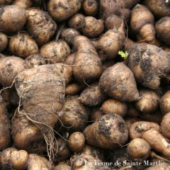 Cerefólio-tuberoso - Ferme de Sainte Marthe Bio