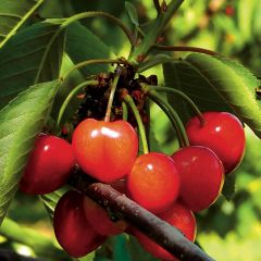 Cerejeira Bigarreau Napoleão  - Prunus cerasus
