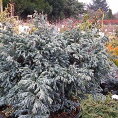 Chamaecyparis pisifera Boulevard
