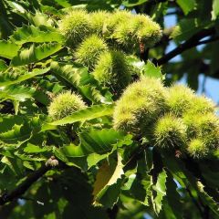 Castanheiro Castanha de Lyon - Castanea sativa