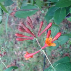 Madressilva Dropmore Scarlet - Lonicera × brownii