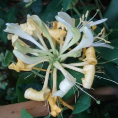 Madressilva-dos-bosques Scentsation - Lonicera periclymenum