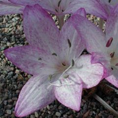 Cólchico macrophyllum