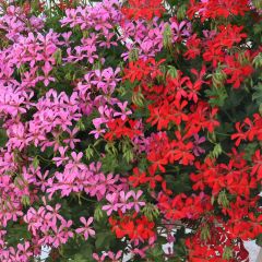 Coleção 10 Gerânios de Varanda Vermelho e Rosa