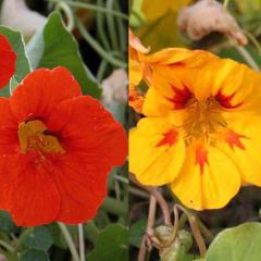 Coleção de 5 Chagas (Tropaeolum majus)