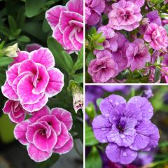 Coleção de 5 Calibrachoa duplos ou Mini-petúnias