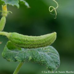 Pepino Bourbonne - Ferme de Sainte Marthe Bio