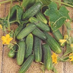Pepino Hokus