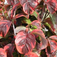 Corniso-da-flórida Rainbow - Cornus florida