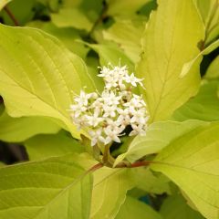 Corniso branco Aurea - Cornus alba