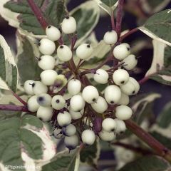 Corniso branco Sibirica Variegata