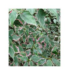 Cornus alternifolia Pinky Spots (Tricolor)