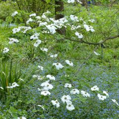 Cornus Ascona