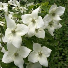 Corniso-da-china Great Star - Cornus kousa var. chinensis