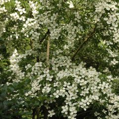 Córnio-do-japão Norman Hadden - Cornus kousa × capitata