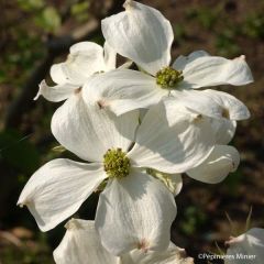 Corniso-da-flórida Cherokee Daybreak - Cornus florida