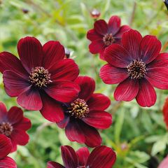 Cosmos chocolate Chocamocha