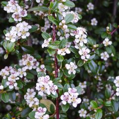 Cotoneáster procumbens Queen of Carpets
