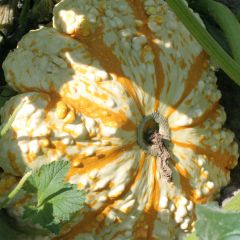 Abóbora-Pâtisson variegada e verrugosa - Ferme de Sainte Marthe Bio