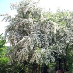 Crataegus monogyna