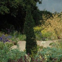 Cupressus sempervirens var. stricta Totem