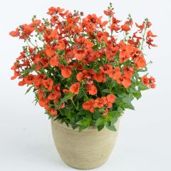 Diáscia Breezee Plus Orange