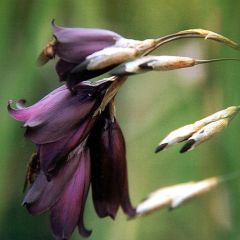 Dierama Merlin
