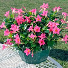 Dipladénia Diamantina Jade Pink