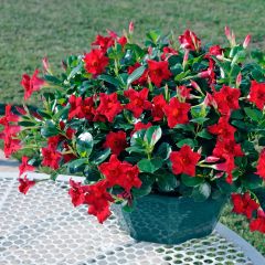 Dipladénia Diamantina Jade Scarlet