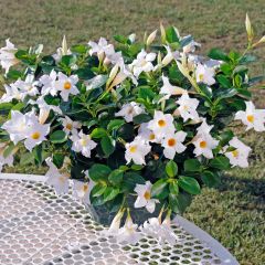 Dipladénia Diamantina Jade White