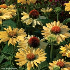 Echinacea Aloha