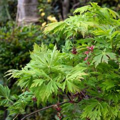 Bordo do Japão Aconitifolium - Acer japonicum