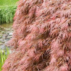 Ácer-do-japão Dissectum Garnet - Acer palmatum