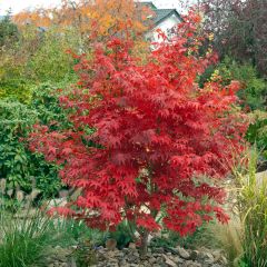 Ácer-do-japão Osakazuki - Acer palmatum