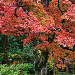 Ácer-do-japão - Acer palmatum