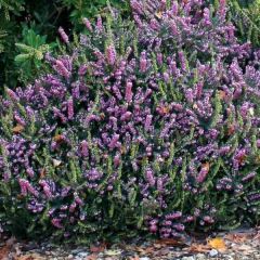 Urze de inverno Winter Belles Phoebe - Erica darleyensis