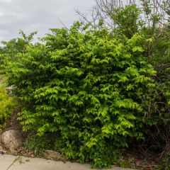Euonymus alatus Compactus