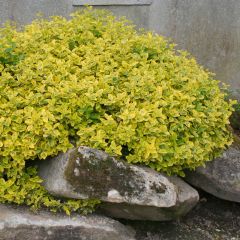 Evónimo-trepador Emerald 'n gold - Euonymus fortunei